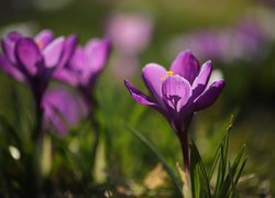 Fioletowy, Kwiat, Krokus, Rozmyte tło