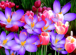 Krokusy i tulipany w grafice fractalius