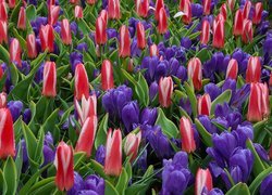 Kwiaty, Kolorowe, Tulipany, Krokusy, Krople