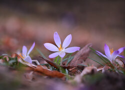 Liliowy, Krokus, Kwiat, Suche, Liście