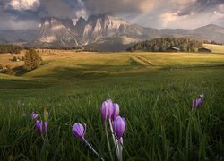 Kwiaty, Krokusy, Łąka, Dolomity, Góry, Sassolungo, Płaskowyż, Seiser Alm, Dolina, Val Gardena, Drzewa, Księżyc, Drewniane, Domy, Włochy