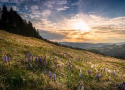 Krokusy na łące w Rezerwacie Biosfery Entlebuch