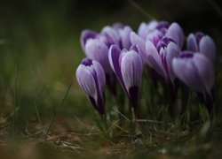 Wiosenne, Fioletowe, Krokusy, Kwiaty, Kępka