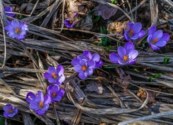 Fioletowe, Krokusy, Wiosna