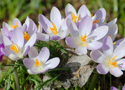 Kwiaty, Krokusy