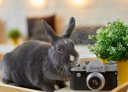 Królik przy aparacie fotograficznym