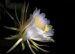 Królowa nocy kwiat kaktusa Epiphyllum