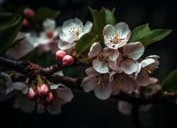 Białe, Kwiaty, Pąki, Gałęzie, Liście, Drzewo owocowe