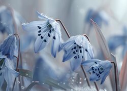 Krople na niebieskiej cebulicy syberyjskiej na rozmytym tle