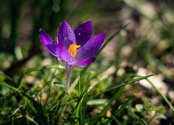 Krople na rozwiniętym fioletowym krokusie