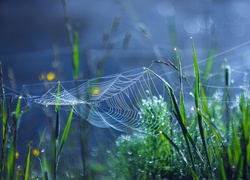 Krople rosy na pajęczynie i źdźbłach trawy