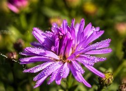 Aster marcinek, Kwiat, Krople, Światło