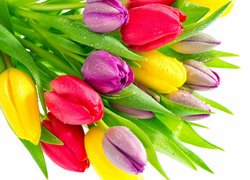 Krople wody na bukiecie kolorowych tulipanów