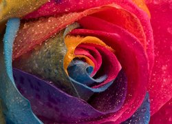Krople wody na kolorowej róży