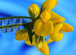 Żółty, Kwiat, Krople