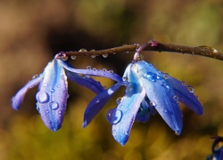Krople wody na niebieskich kwiatach cebulicy syberyjskiej
