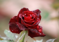 Krople wody na płatkach czerwonej róży