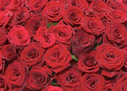 Krople wody na płatkach czerwonych róż
