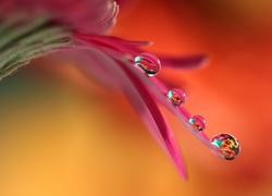 Krople wody na płatkach kwiatu