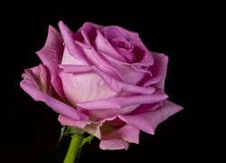 Krople wody na płatkach różowej róży