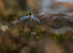 Krople wody na przebiśniegu