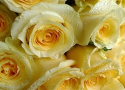 Żółte, Róże, Krople