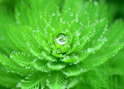 Krople wody na zielonej roślinie