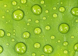 Krople wody na zielonym tle