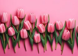 Tulipany, Listki, Różowe, Tło