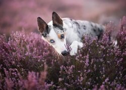 Pies, Wrzosy, Border collie