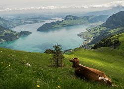 Krowa na łące i widok na górskie jeziora