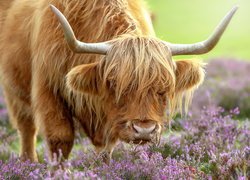 Krowa szkockiej rasy Highland