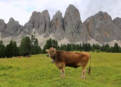 Krowy na pastwisku na tle gór