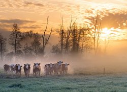 Krowy na pastwisku w porannej mgle