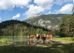 Krowy nad jeziorem