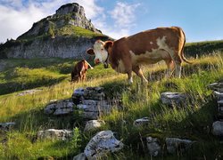 Krowy pasące się na górskiej polanie