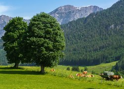 Góry Alpy, Lasy, Łąki, Drzewa, Krowy, Saalfelden, Austria