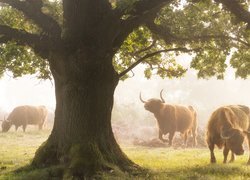 Krowy pod dużym drzewem we mgle