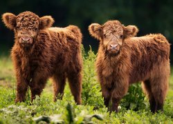 Krowy szkockiej rasy wyżynnej