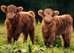 Dwie, Młode, Krówki, Szkocka rasa wyżynna, Highland cattle