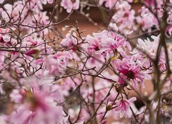Krzew magnolii z różowymi kwiatami