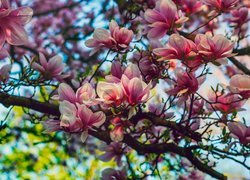 Krzew, Magnolia, Kwiaty