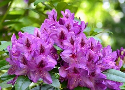 Krzew, Rododendron