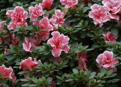 Krzew rododendronu z różowymi kwiatami