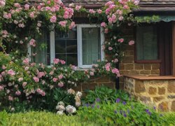 Krzew różany oplatający dom