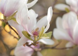 Magnolia, Różowa, Kwiat, Krzew