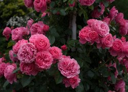 Krzew różowych róż z pąkami