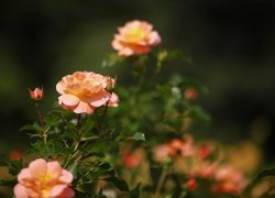 Krzew róży z pąkami