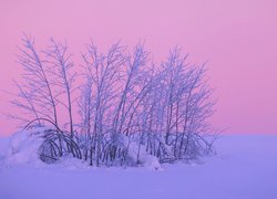 Zima, Śnieg, Krzew, Zachód słońca