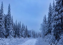 Zima, Śnieg, Droga, Las, Drzewa